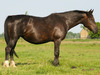 Oxanne