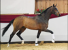 Zackerey's Zazou